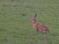 Lepus europaeus  Haas in de Putterpolder in de rammeltijd : Lepus europaeus