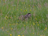 Lepus europaeus  haas in dekking : Lepus europaeus