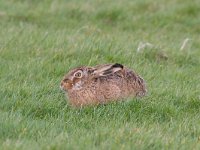 Lepus europaeus  Haas in de Putterpolder : Lepus europaeus