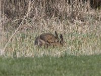 Lepus europaeus 4, Haas, Saxifraga-Willem Jan Hoeffnagel