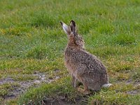 Lepus europaeus  Haas in de Putterpolder : Lepus europaeus