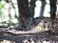 Lepus europaeus 43, Haas, Saxifraga-Mark Zekhuis