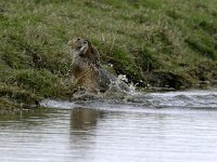 Lepus europaeus 47, Haas, Saxifraga-Piet Munsterman