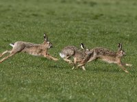 Lepus europaeus 48, Haas, Saxifraga-Mark Zekhuis