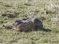 Lepus europaeus 5, Haas, Saxifraga-Willem Jan Hoeffnagel