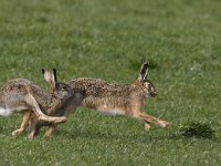 Lepus europaeus 50, Haas, Saxifraga-Mark Zekhuis