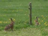 Lepus europaeus 52, Haas, Saxifraga-Mark Zekhuis