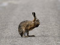 Lepus europaeus 56, Haas, Saxifraga-Piet Munsterman