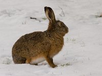 haas  haas in de Putterpolder : Lepus europaeus