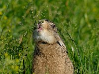 Lepus europaeus 6, Haas, juvenile, Saxifraga-Piet Munsterman