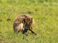 Lepus europaeus 64, Haas, Saxifraga-Piet Munsterman