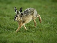 Lepus europaeus 74, Haas, Saxifraga-Piet Munsterman