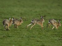 Lepus europaeus 79, Haas, Saxifraga-Piet Munsterman