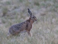 Lepus europaeus 8, Haas, Saxifraga-Mark Zekhuis