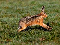 Lepus europaeus 81, Haas, Saxifraga-Piet Munsterman