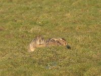 Lepus europaeus 84, Haas, Saxifraga-Jan Nijendijk