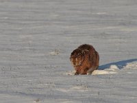 Lepus europaeus 87, Haas, Saxifraga-Jan Nijendijk