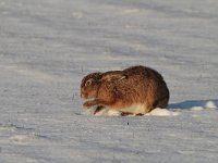 Lepus europaeus 88, Haas, Saxifraga-Jan Nijendijk