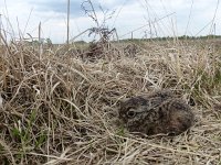 Lepus europaeus 90, Haas, Saxifraga-Mark Zekhuis