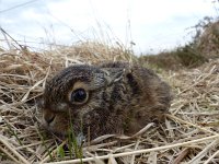 Lepus europaeus 92, Haas, Saxifraga-Mark Zekhuis