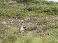 Lepus timidus 2, Sneeuwhaas, Saxifraga-Mark Zekhuis