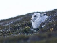 Lepus timidus 5, Sneeuwhaas, Saxifraga-Mark Zekhuis