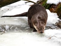 Lutra lutra 2, Otter, Saxifraga-Bart Vastenhouw