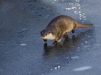 Lutra lutra 20, Otter, Saxifraga-Mark Zekhuis