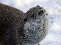 Lutra lutra 22, Otter, Saxifraga-Mark Zekhuis