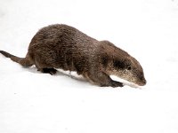 Lutra lutra 23, Otter, Saxifraga-Bart Vastenhouw