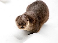 Lutra lutra 42, Otter, Saxifraga-Bart Vastenhouw