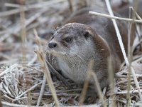 Lutra lutra 51, Otter, Saxifraga-Mark Zekhuis