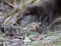 Lutra lutra 53, Otter, Saxifraga-Mark Zekhuis