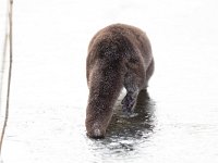 Lutra lutra 54, Otter, Saxifraga-Mark Zekhuis