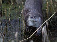 Lutra lutra 55, Otter, Saxifraga-Mark Zekhuis