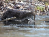 Lutra lutra 57, Otter, Saxifraga-Mark Zekhuis