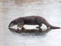 Lutra lutra 60, Otter, Saxifraga-Mark Zekhuis