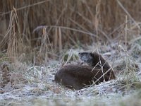 Lutra lutra 61, Otter, Saxifraga-Mark Zekhuis