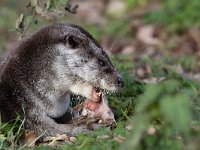 Lutra lutra 68, Otter, Saxifraga-Mark Zekhuis