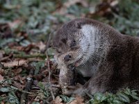 Lutra lutra 72, Otter, Saxifraga-Mark Zekhuis