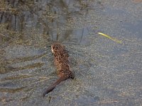 Otter  Otter in natuurpark Lelystad : Lutra lutra