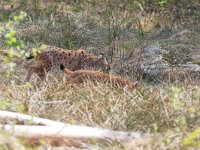 Lynx lynx 10, Lynx, Saxifraga-Martin Mollet