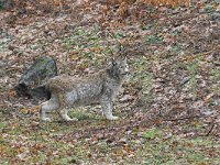 Lynx lynx 13, Lynx, Saxifraga-Martin Mollet