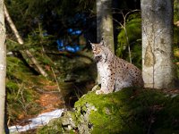 Lynx lynx 17, Lynx, Saxifraga-Jan Nijendijk