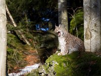 Lynx lynx 19, Lynx, Saxifraga-Jan Nijendijk