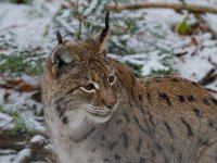 Lynx lynx 20, Lynx, Saxifraga-Jan Nijendijk