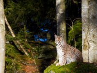 Lynx lynx 21, Lynx, Saxifraga-Jan Nijendijk