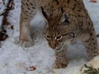 Lynx lynx 22, Lynx, Saxifraga-Jan Nijendijk