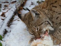 Lynx lynx 24, Lynx, Saxifraga-Jan Nijendijk