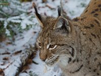 Lynx lynx 25, Lynx, Saxifraga-Jan Nijendijk